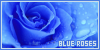 blue roses fanlisting